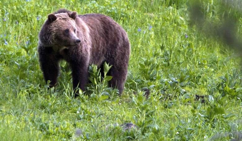 Judge Halts The First Grizzly Bear Hunt In Decades Just Mere Hours Before The Season Was Set To Open