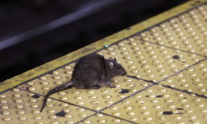 Exterminator Names Top Ten American Cities for Rats — There's One Big Thing They Have in Common