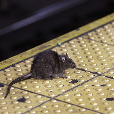 Exterminator Names Top Ten American Cities for Rats — There's One Big Thing They Have in Common