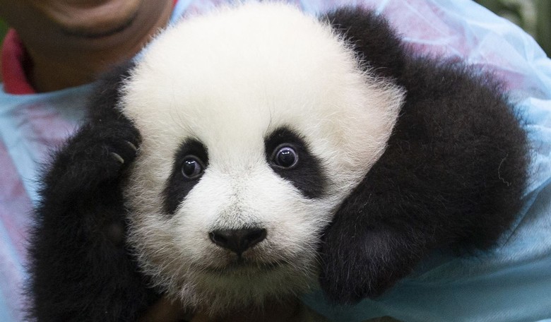 Calling DOGE: American Funding of Chinese Pandas Gets Spent on Everything BUT Pandas