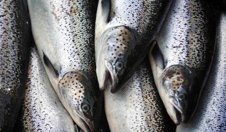 Overturned Truck Spills 100,000 Salmon: Circumstances of Accident Fishy
