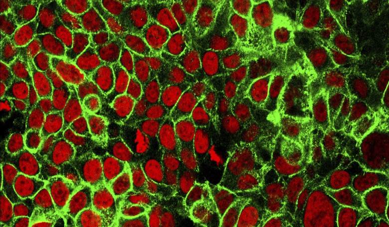 British Researchers Make Major Discovery That Has Potential to 'Kill Most Cancers from All People'
