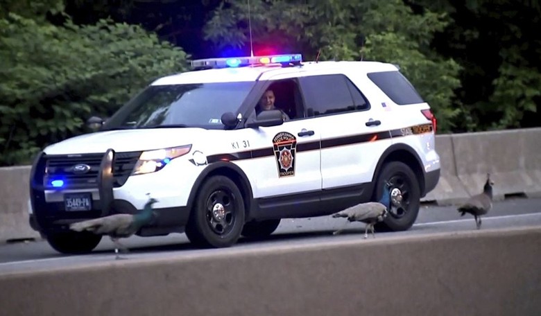 A PA State Trooper Was Killed by an Illegal in a Semi Last Wednesday Morning