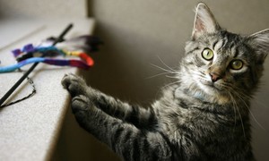Cats and Their Human Companions Appear to Share a Fascinating Hormonal Connection
