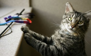 Cats and Their Human Companions Appear to Share a Fascinating Hormonal Connection