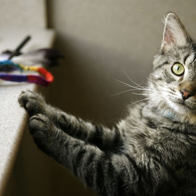Cats and Their Human Companions Appear to Share a Fascinating Hormonal Connection