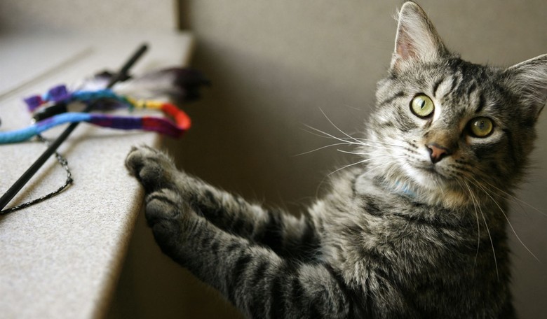 No Voter Fraud, Eh Democrats? A Dead Cat Just Got A Voter Registration Form