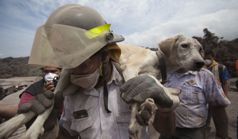Feel-Good Friday: Hero Firefighters Save the Lives of Dogs in More Ways Than One