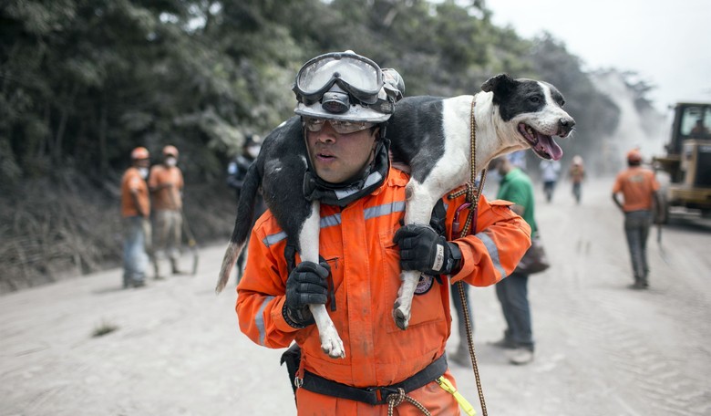 Dog Dramatically Rescued From the San Francisco Bay: 'The Cat in the Tree Had a Day Off'