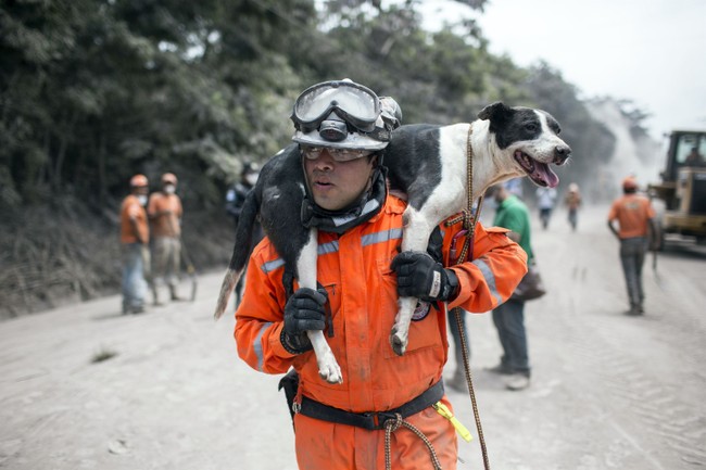Dog Dramatically Rescued From the San Francisco Bay: 'The Cat in the Tree Had a Day Off'