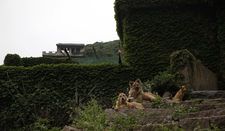 These Brave Dogs Are Moving the Internet to Tears