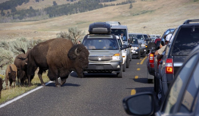 Bison Stampede in Yellowstone: This Is Why You Stay in Your Car!