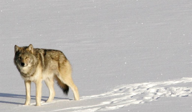 Republican Lawmakers Call for Removing Wolves From 'Endangered' List As Packs Threaten Ranchers