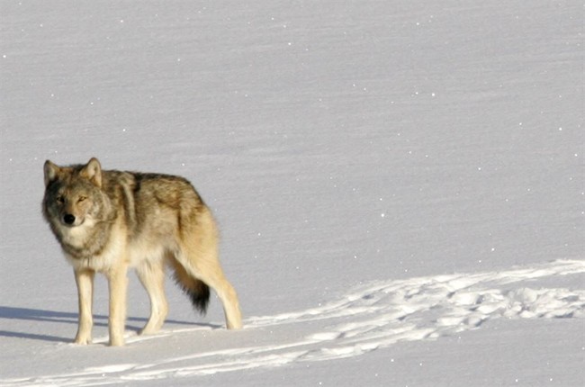 Republican Lawmakers Call for Removing Wolves From 'Endangered' List As Packs Threaten Ranchers