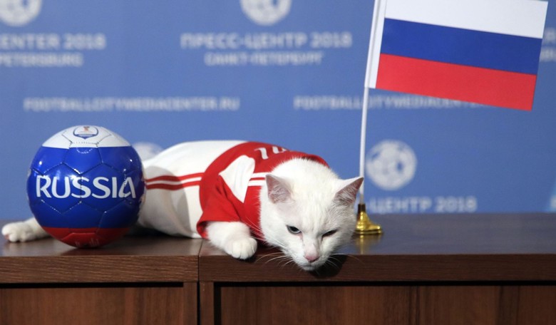 Cat-astrophe? Russian Felines Banned From International Competitions