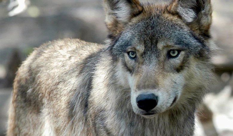 The Government Wants to Release 50 Wolves in Colorado Cattle Country