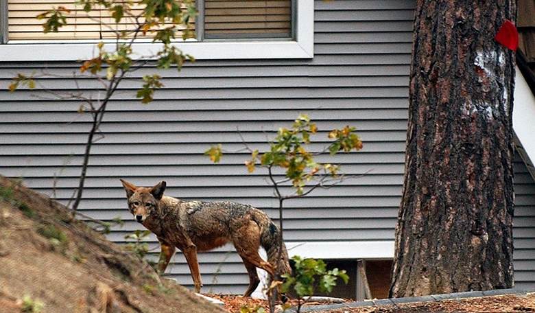 City Officials, Management Company Refuse to Help Elder Couple Terrorized by Coyotes Under Their Home