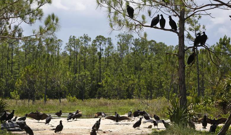 Morning Minute: Birds of a Feather...