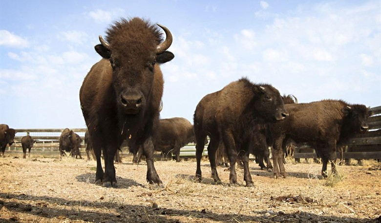 Drunk Man Decides to Kick a Bison in Yellowstone, Learns About Consequences 