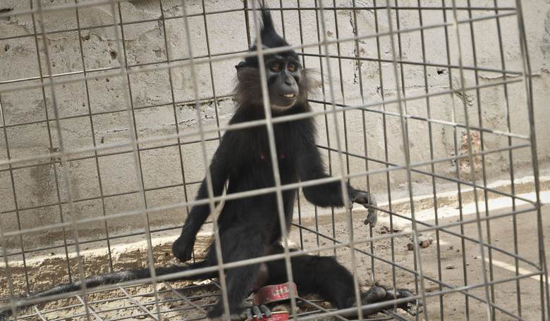 Your Taxes at Work: Transgender Mice, Monkeys and Rats