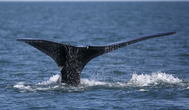 Biden’s Policies Threaten Small Lobster Fishers and Right Whales