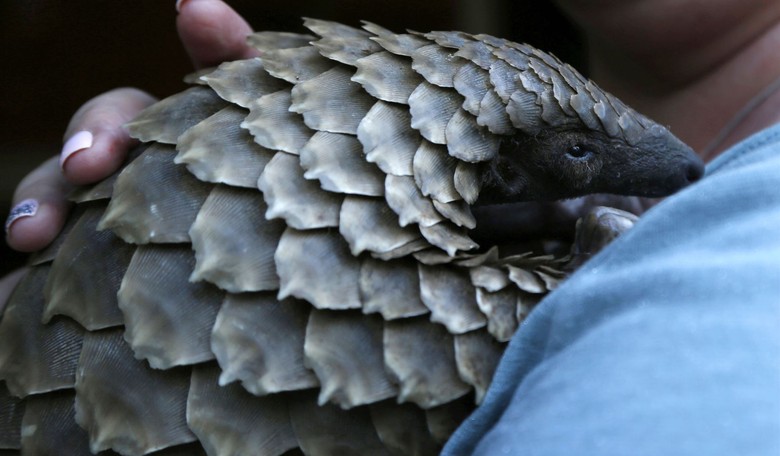 Pangolin Connoisseurs Rejoice!