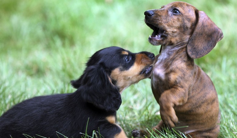 April Fool's Day Fun: Police Introduce Elite Unit of SAUSAGE Dogs