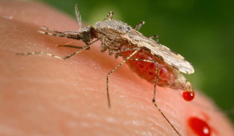 History Unplugged: Malaria 