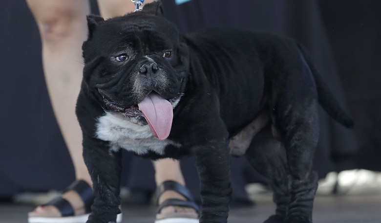 The Curious Case of the FDA’s Dog Food Fearmongering