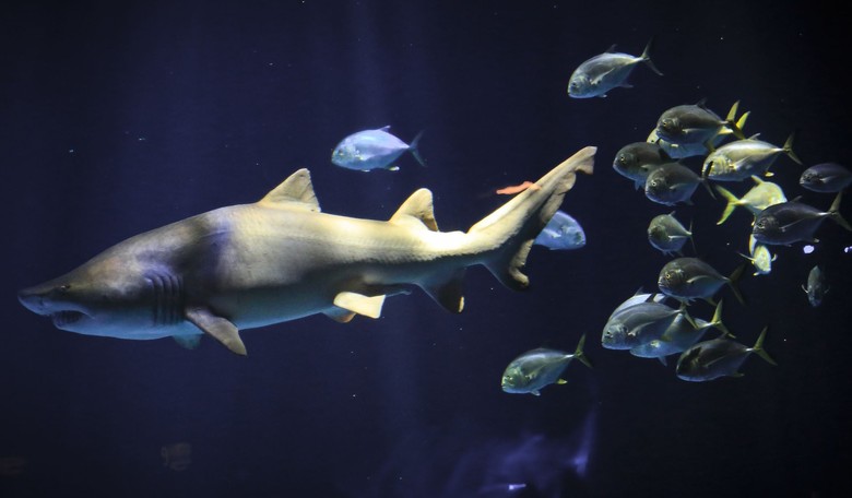 Nature Gets Weird: Now, It's Cocaine Sharks