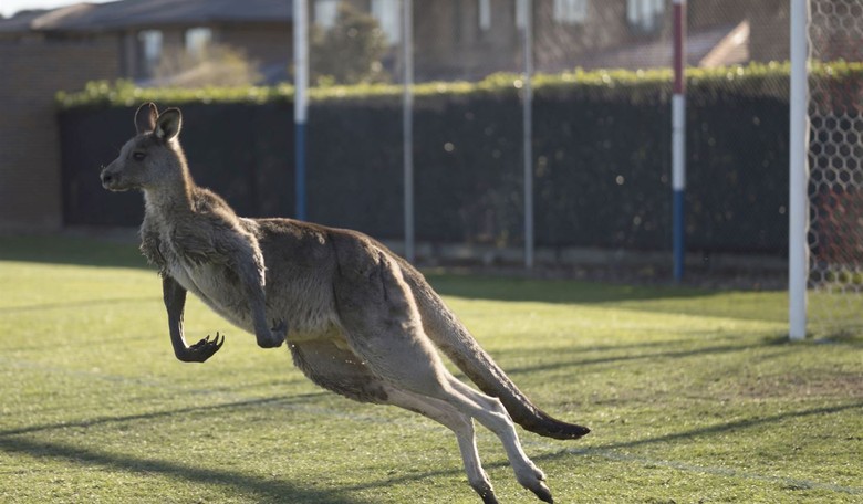 A Dingo May Eat Your Baby, but a Kangaroo Will Drown Your Dog