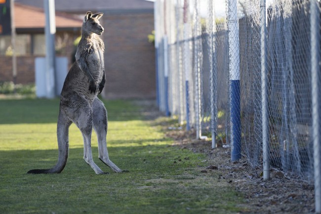 You Can Still Hum 'Leavin' on a Jet Plane' From Anywhere...But Australia