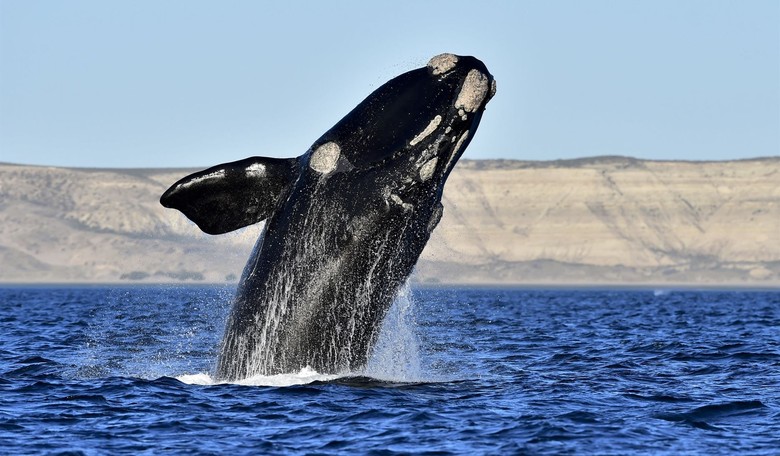 Save Right Whales From Radical Environmentalists Who Exploit Them