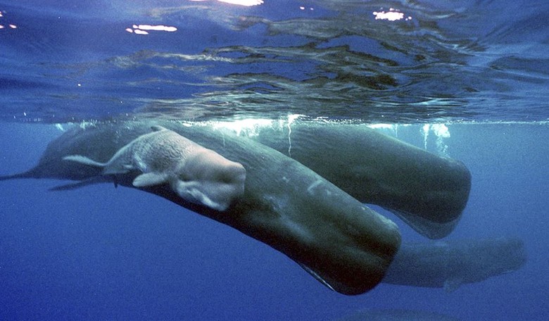 Shades of 'Moby Dick': Alaska Fisherman Who Ordered Crew to Shoot Sperm Whale Pleads Guilty
