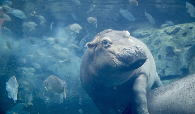 Rare Pygmy Hippo Born in Athens Zoo