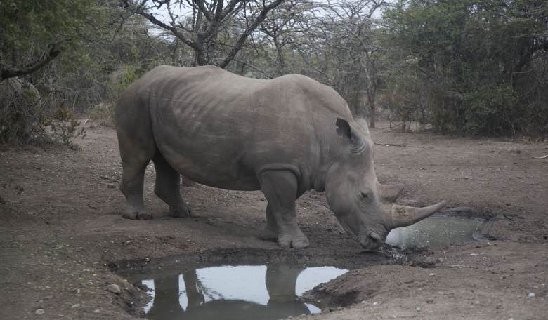 Save the Rhino!