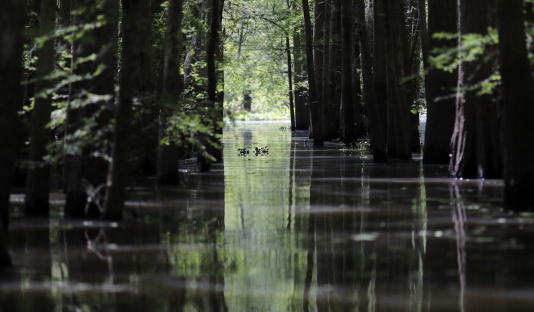Dear UNESCO: Hands Off Okefenokee Swamp