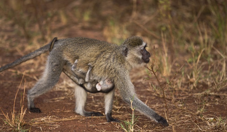 Thai Town Tormented, Maddened by Marauding Wild Monkeys