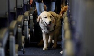 A New York Judge Just Released a Gunman Who Wounded a Service Dog