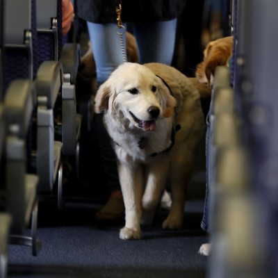 A New York Judge Just Released a Gunman Who Wounded a Service Dog