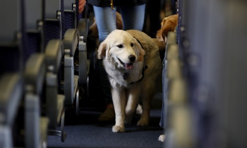 A New York Judge Just Released a Gunman Who Wounded a Service Dog