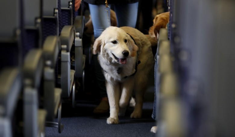 A New York Judge Just Released a Gunman Who Wounded a Service Dog