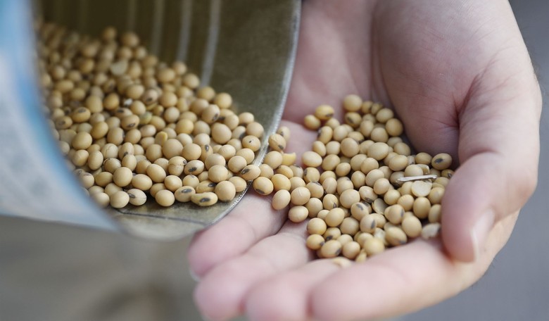 Fears of Dystopian Grain Shortages Are Overblown