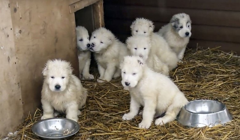Banning Pet Sales