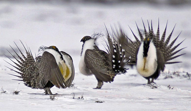 Will Climate Change Drive a Million Species Extinct?