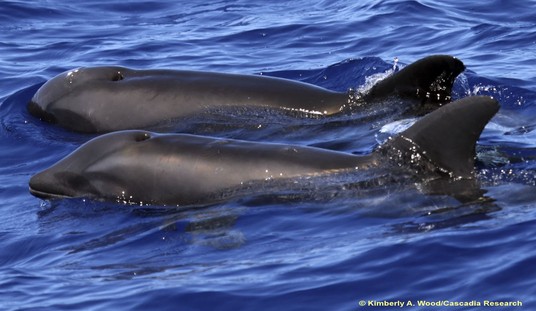 As Desperation Grows, Iran Considers Deploying Explosive Dolphins Against US Blockade