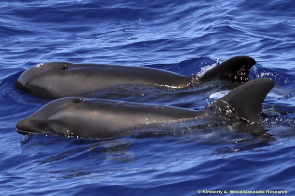 As Desperation Grows, Iran Considers Deploying Explosive Dolphins Against US Blockade
