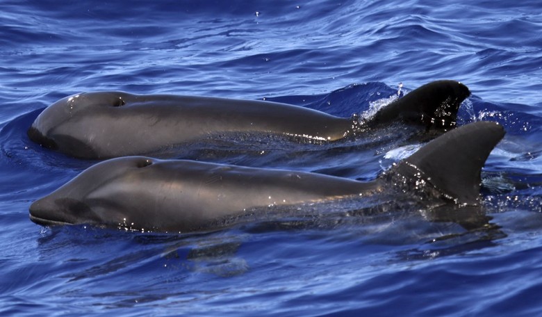 As Desperation Grows, Iran Considers Deploying Explosive Dolphins Against US Blockade