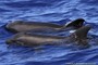 Iran Considering Deploying Explosive Dolphins Against US Blockade
