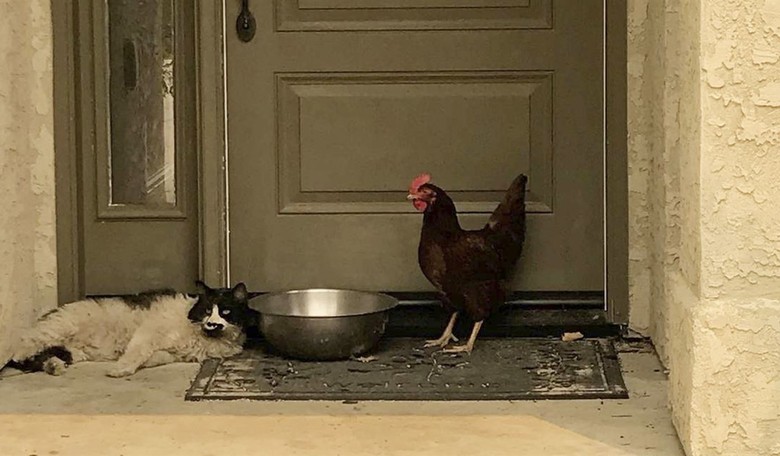 You Don't Say? In March City Council Meeting, Springfield Residents Complained of Haitians Attacking Pets